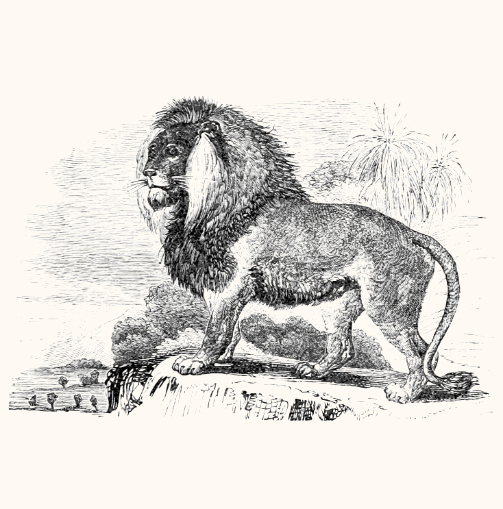 sketch of lion