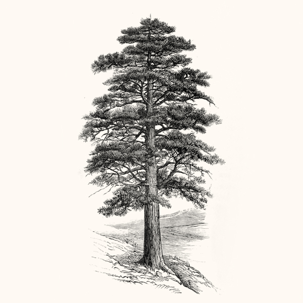 sketch of tree