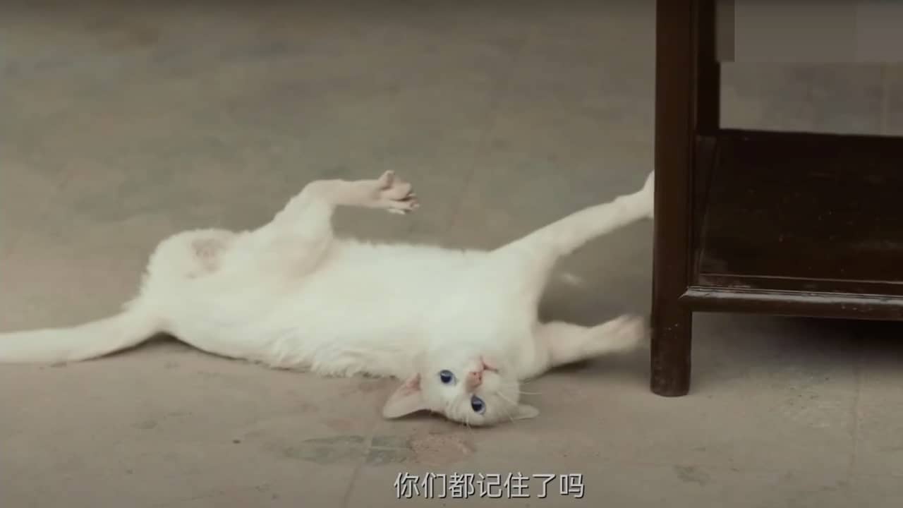 A cat drops to the ground after being poisoned.