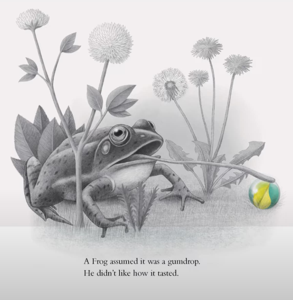 An illustration from <em>It Fell From the Sky</em> (2021) showing a realistic frog crouched among tall dandelions and leafy plants. The frog’s tongue is extended toward a colorful object on the ground: a shiny green and yellow marble. The marble is the only part of the image in color. Below, the text reads: "A Frog assumed it was a gumdrop. He didn’t like how it tasted."
