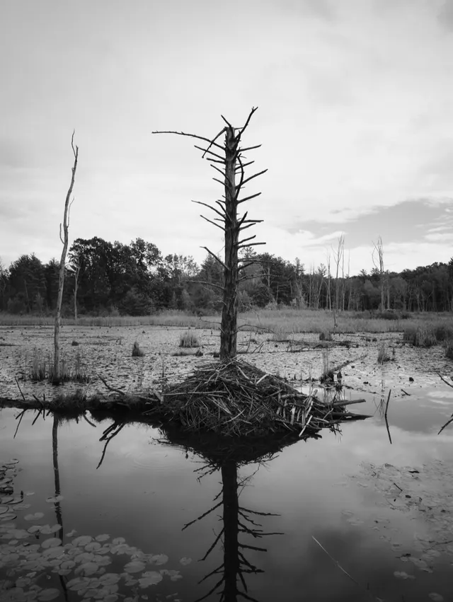 photograph of beaver lodge