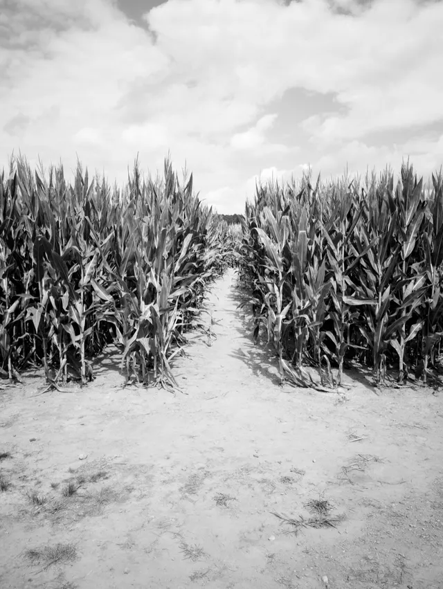 photograph of corn maze
