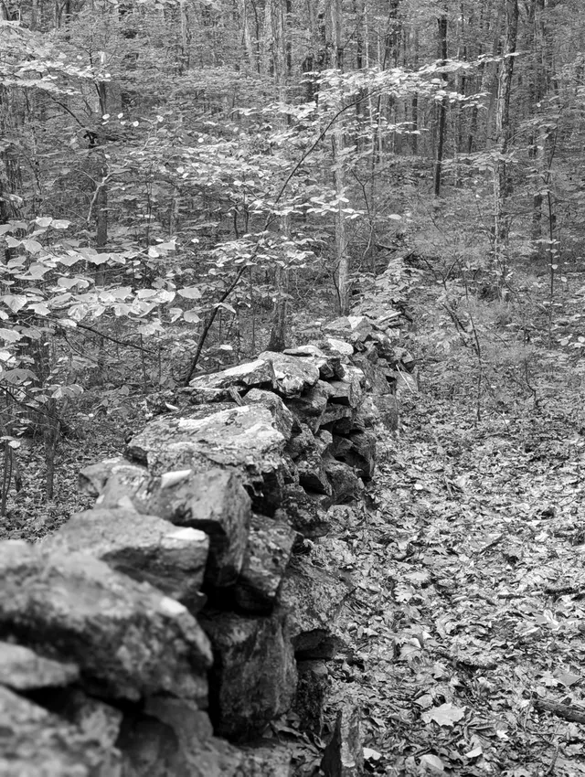 photograph of a rock wall in the woods