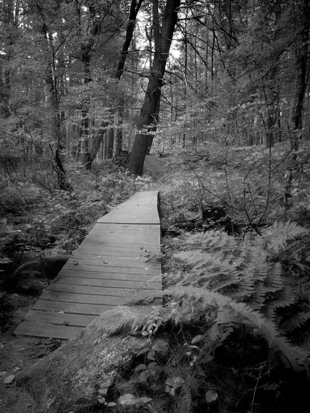 photograph of a wooden bridge in the woods