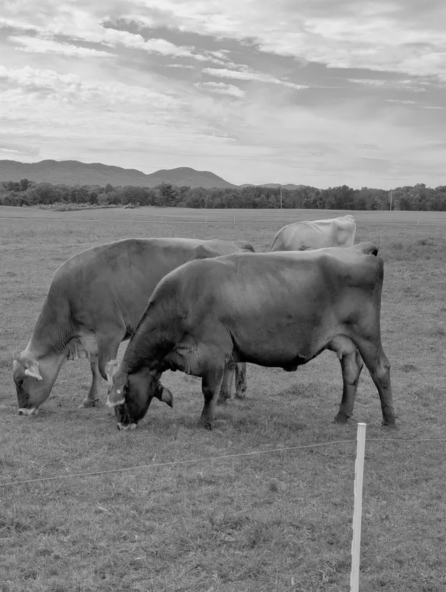 photograph of cows in a field eating