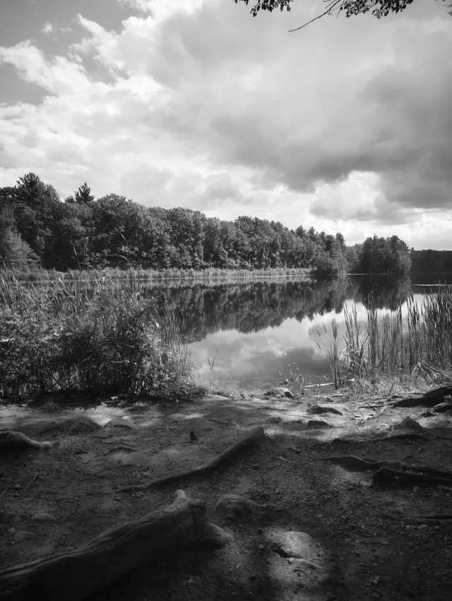 photograph of pond reflection