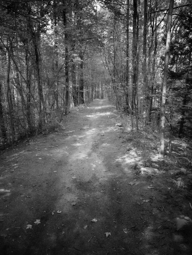 photograph of a path in the woods