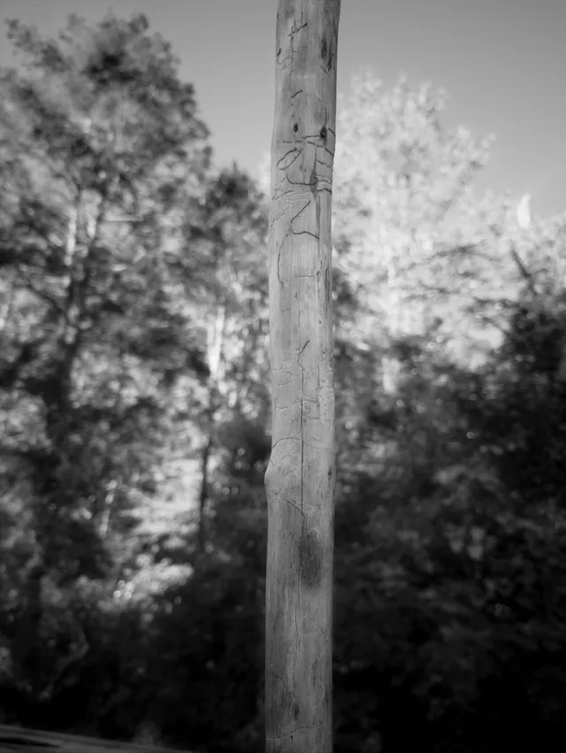 photograph of walking stick