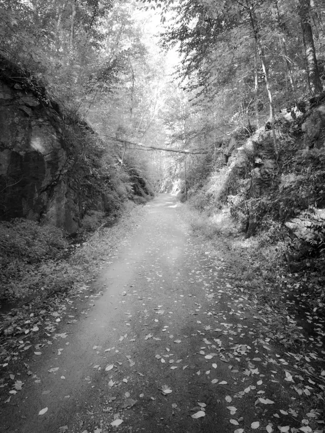photograph of tree above and across a trail in the woods